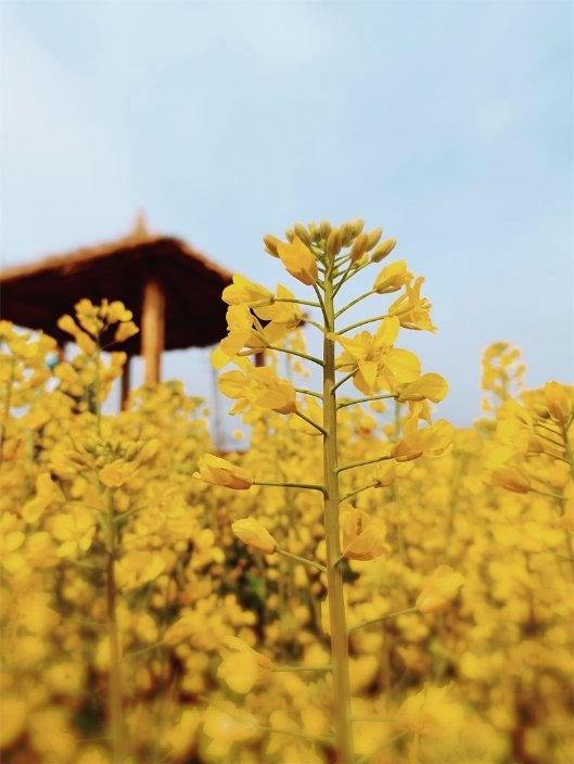 　　(油菜花海 陶江 摄)
