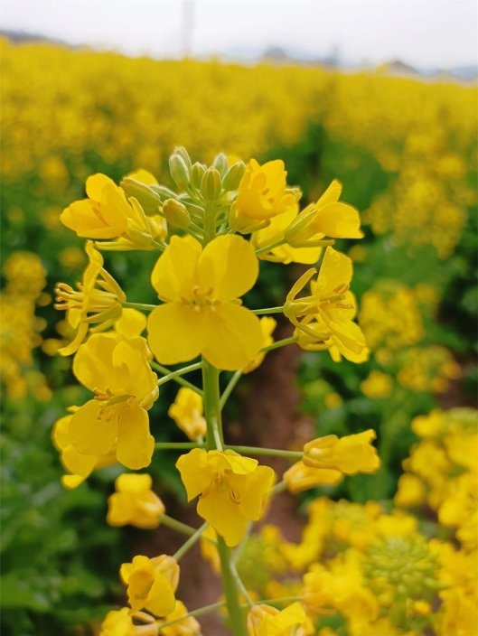 　　(油菜花海 陶江 摄)