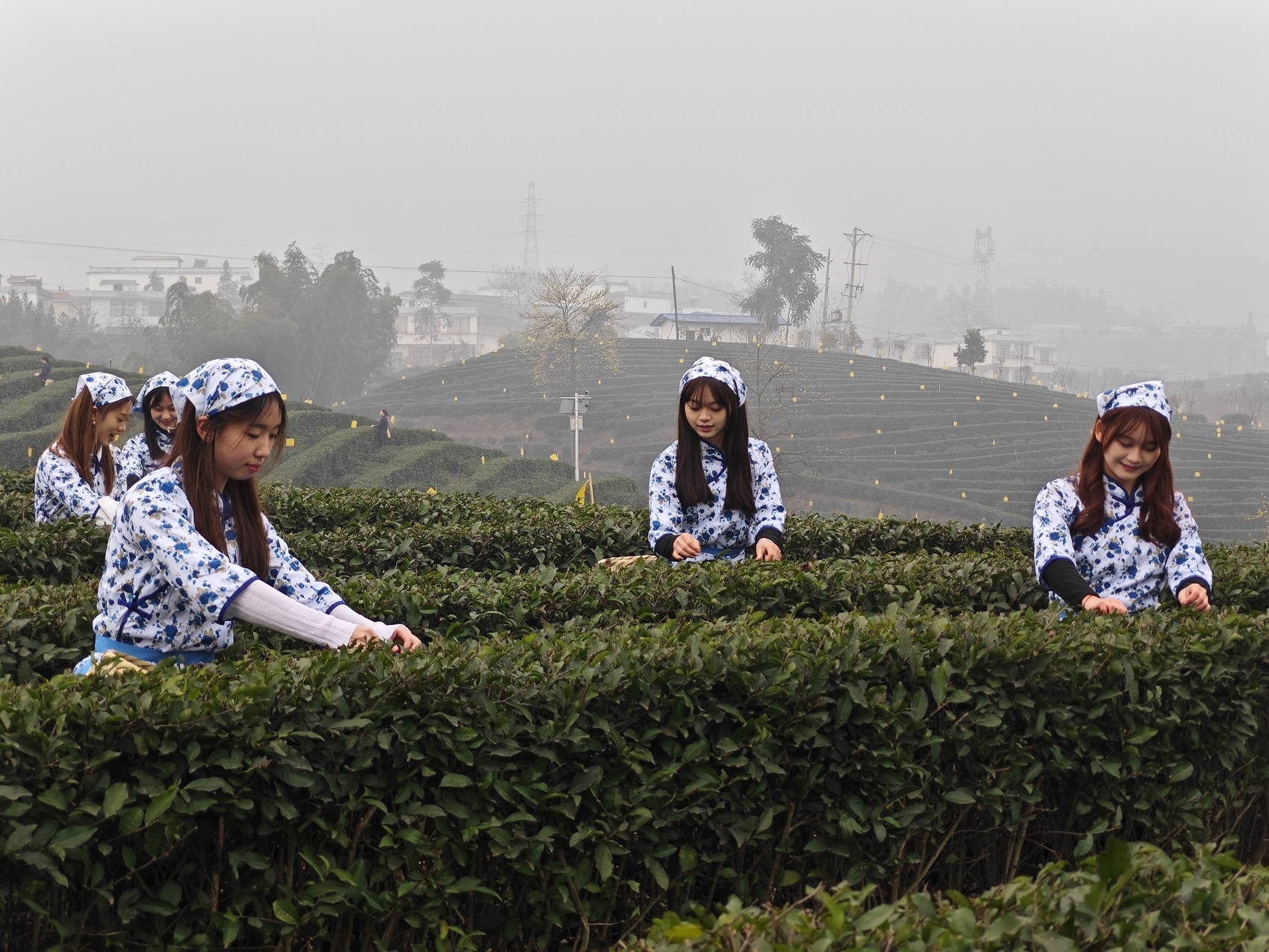千亿川茶产业,为何绿茶占比七成丨问道川茶·品味川茶文化②