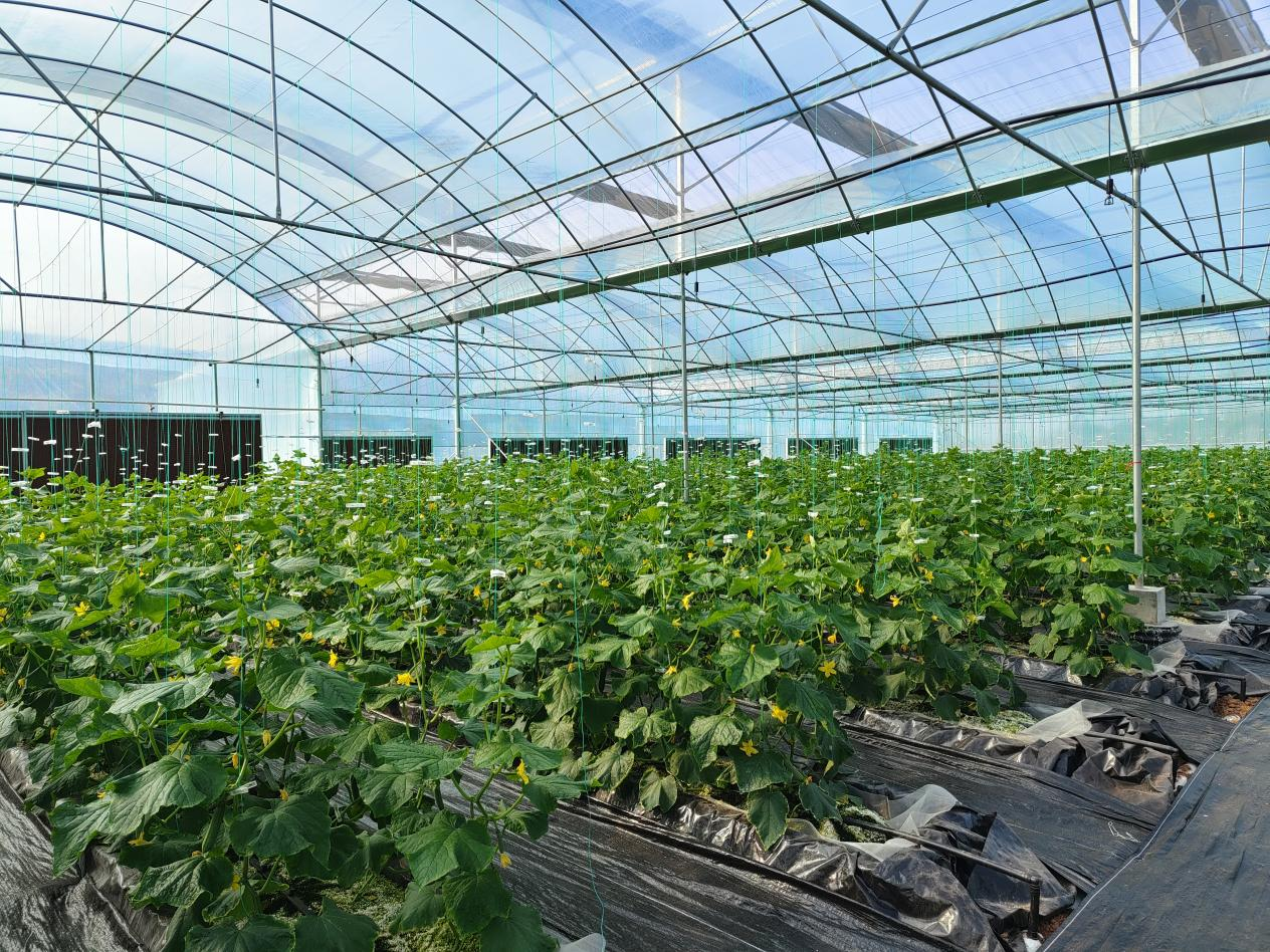 岩植高效智慧无土栽培技术种植的水果黄瓜.(许诺摄)