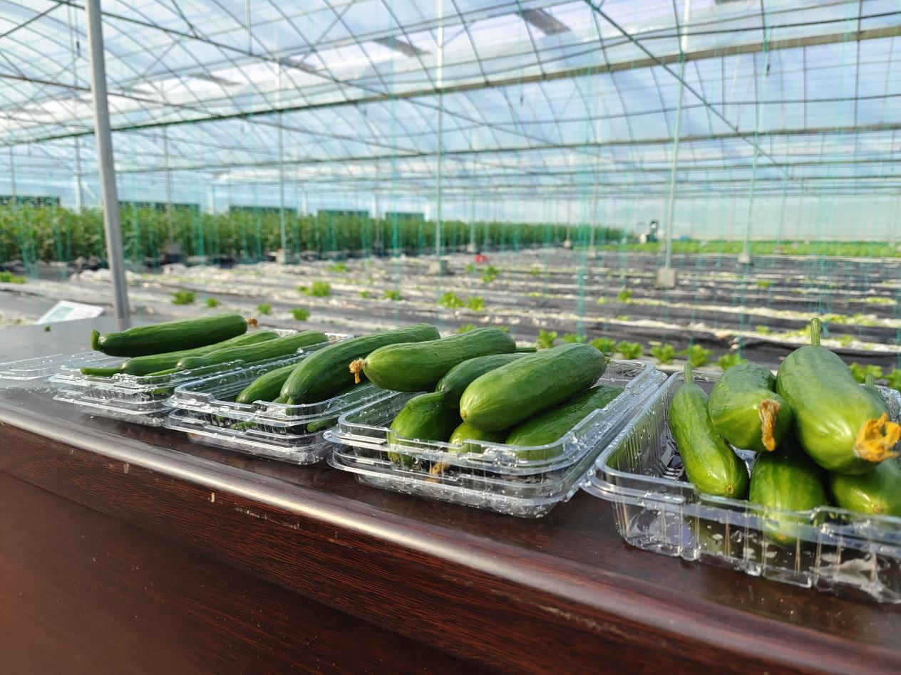 岩植高效智慧无土栽培技术种植的水果黄瓜.(许诺摄)