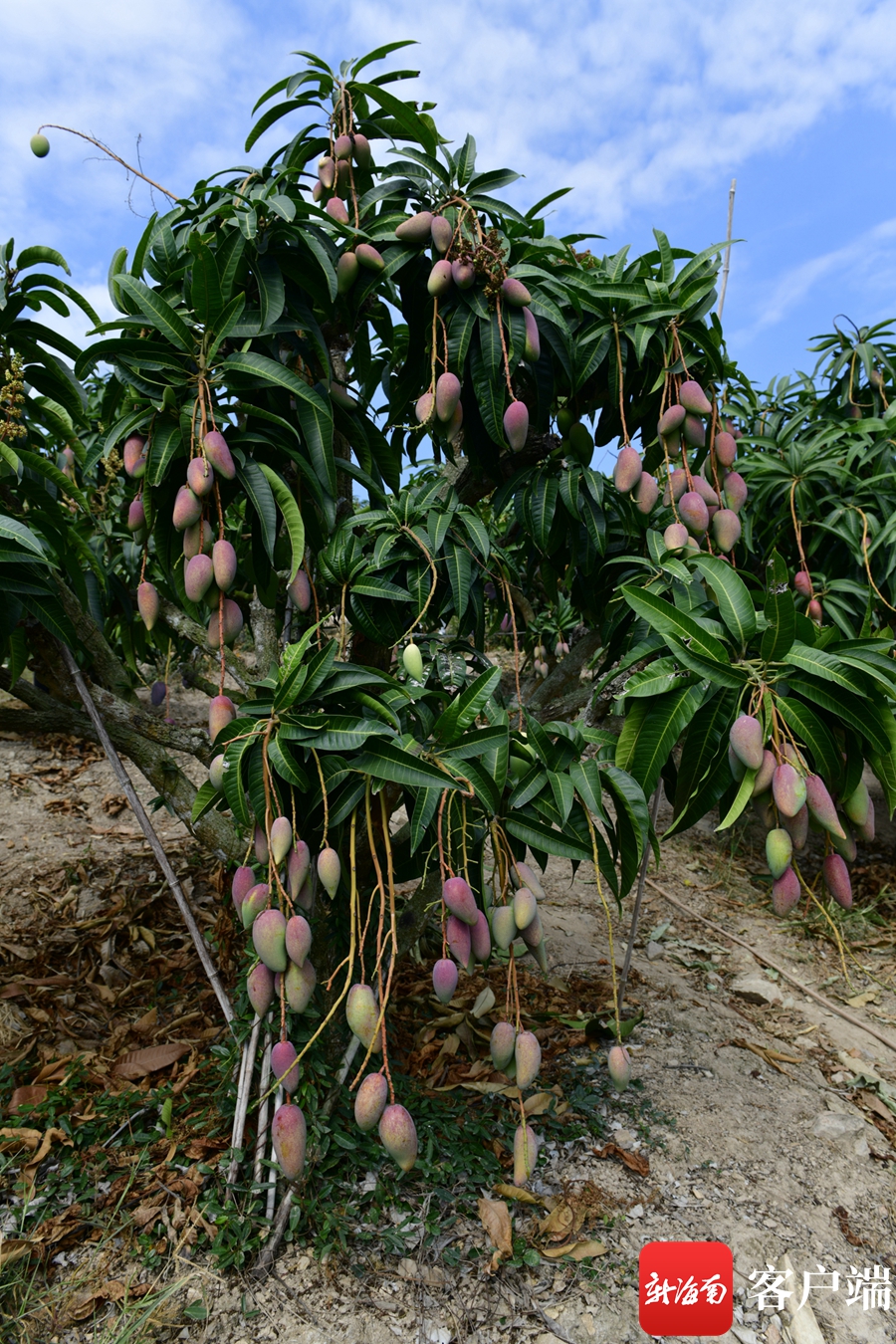 早春海南 芒果飘香④:海南打造芒果全产业链 提高市场竞争力|海南省_