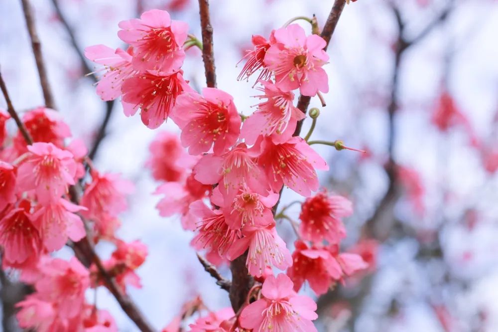 圭峰山绿护桃源的樱花.龚静 摄