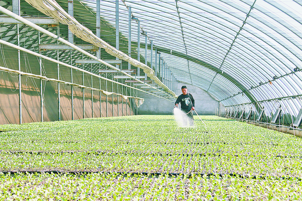 图为振兴育苗基地工作人员正在为西瓜苗浇水.