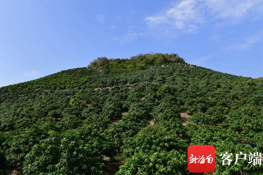 三亚一芒果基地,芒果树栽满山坡.记者 陈卫东摄