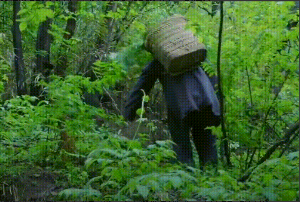 　　图 | 赵秋实分享的采药视频(节选)