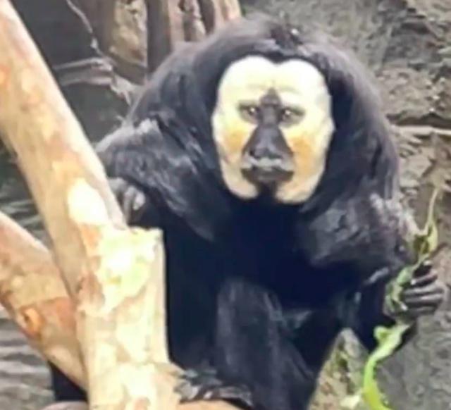 有网友在红山森林动物园拍到白面僧面猴,称之为"长相炸裂""恐怖白脸
