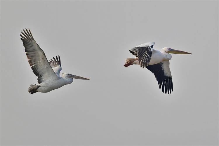 图说丨曹妃甸:鹈鹕展翅高飞
