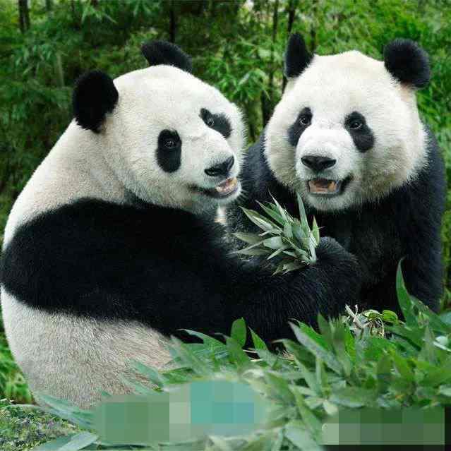 ▲大熊猫凯凯和嘉嘉。