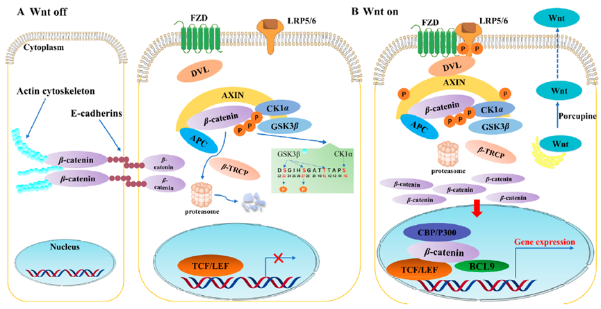 wnt/β-catenin信号传导的机制