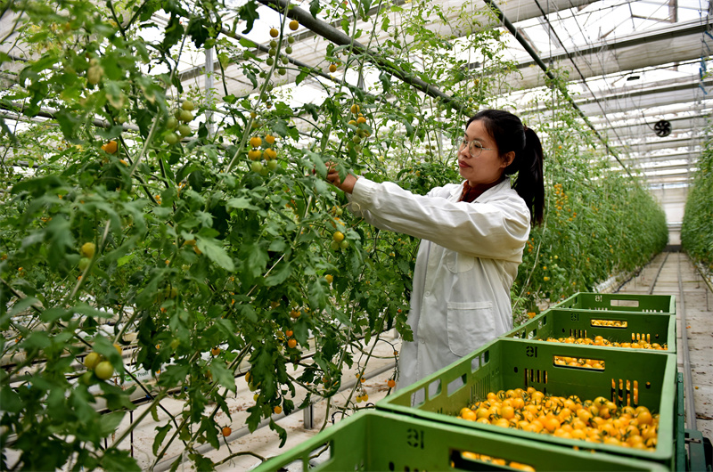 2023年1月26日,武瑞娜在蔬菜种植大棚采摘.新华社记者 朱旭东 摄