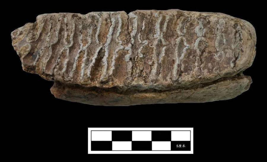 (古菱齿象臼齿)