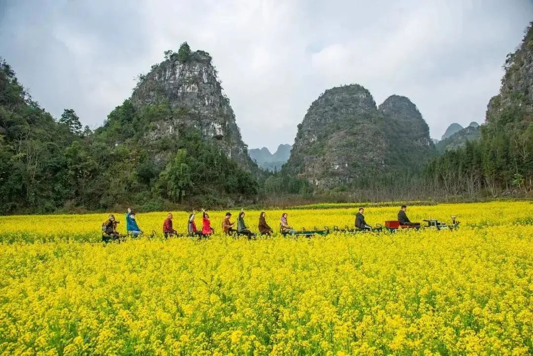 乡约贵州 · 兴义市万福村丨油菜花开满!贵州的金色春天在这里_手机新浪网