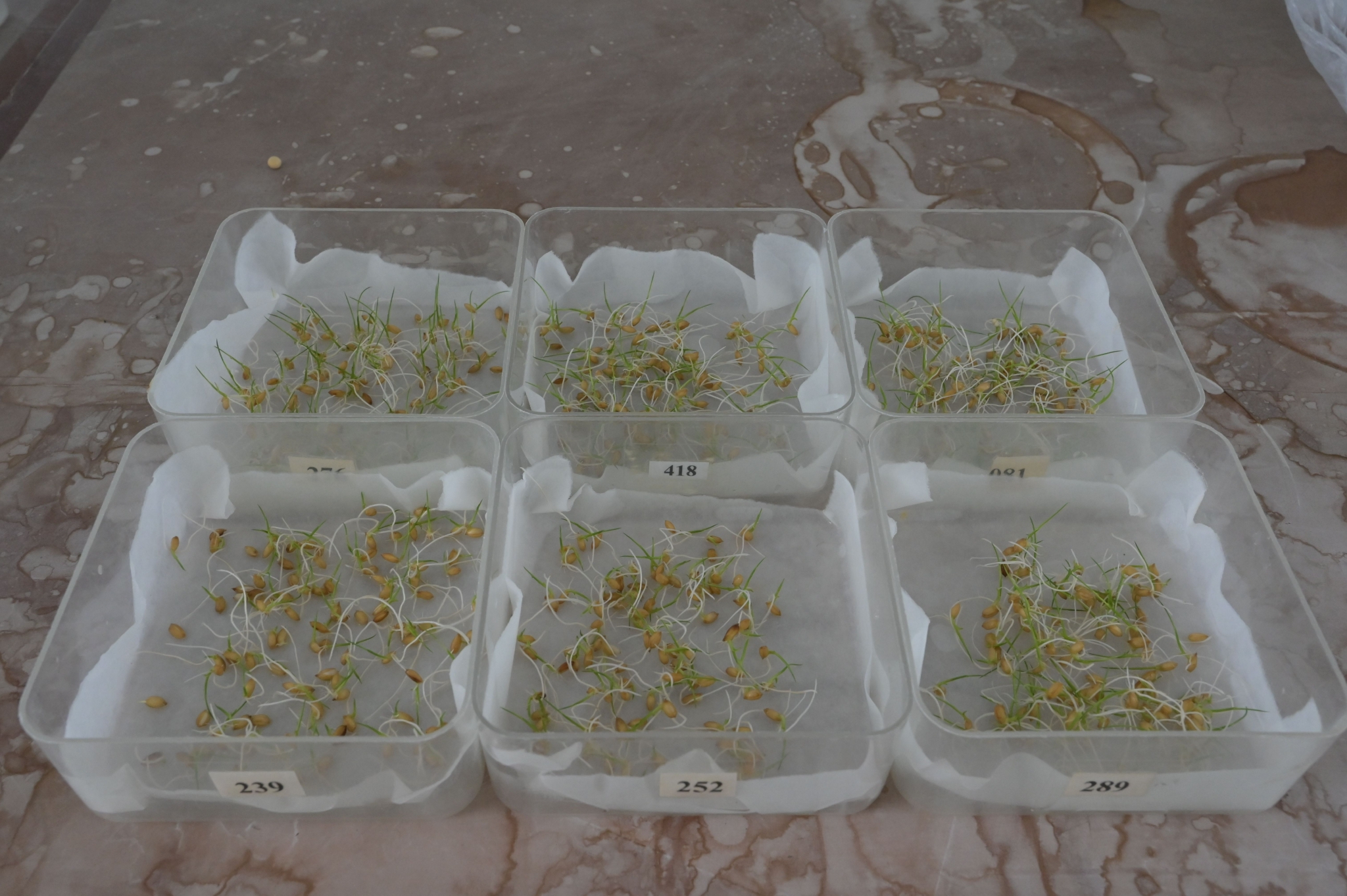 净度分析完,准备浸种做发芽率在二九〇分公司"育繁推"模式驱动下,龙粳