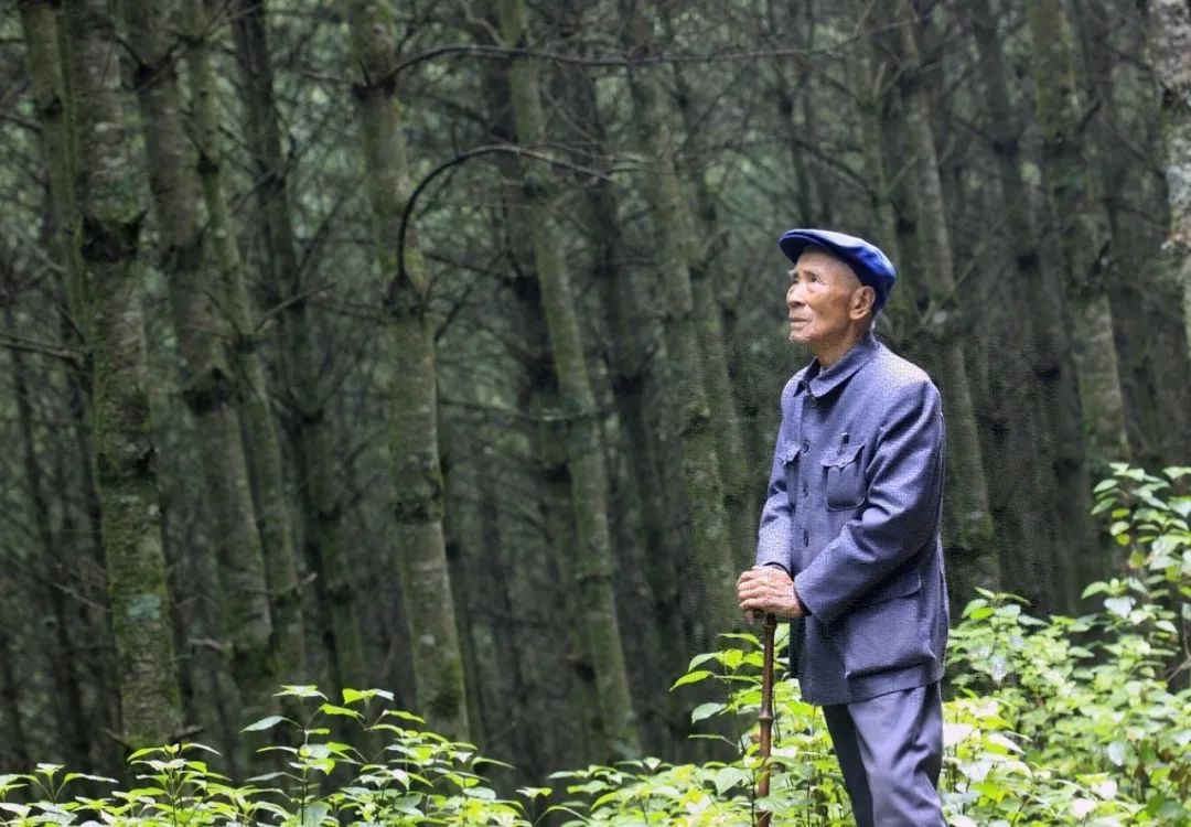 退休后回到家乡云南施甸植树造林的杨善洲望着树林（资料照片）。新华社发
