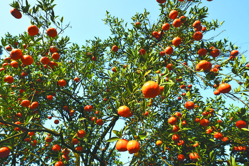 万州古红桔树王