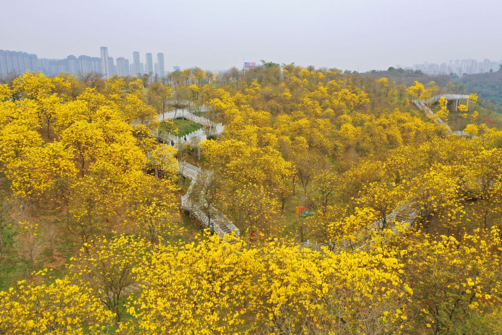 2月23日,游人在广西南宁市青秀山风景区的风铃谷观赏绽放的黄花风