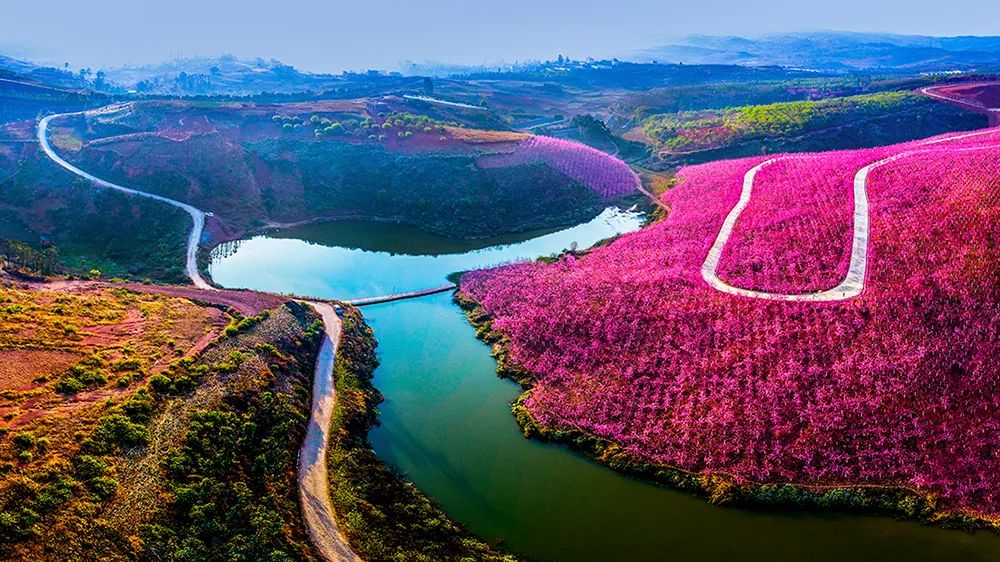 宜良山后樱花谷