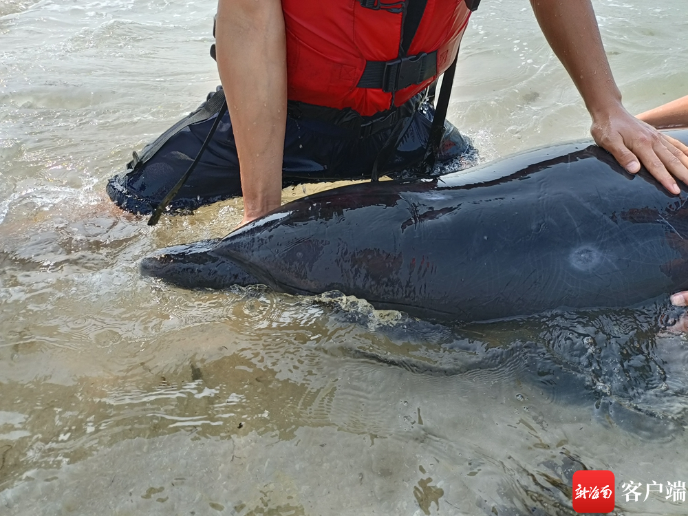 2022年4月7日，瓶鼻海豚搁浅昌江一海滩。通讯员供图