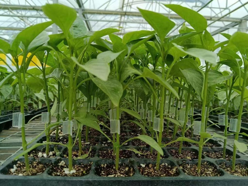 图为该育苗中心培育的辣椒苗.(受访者供图)