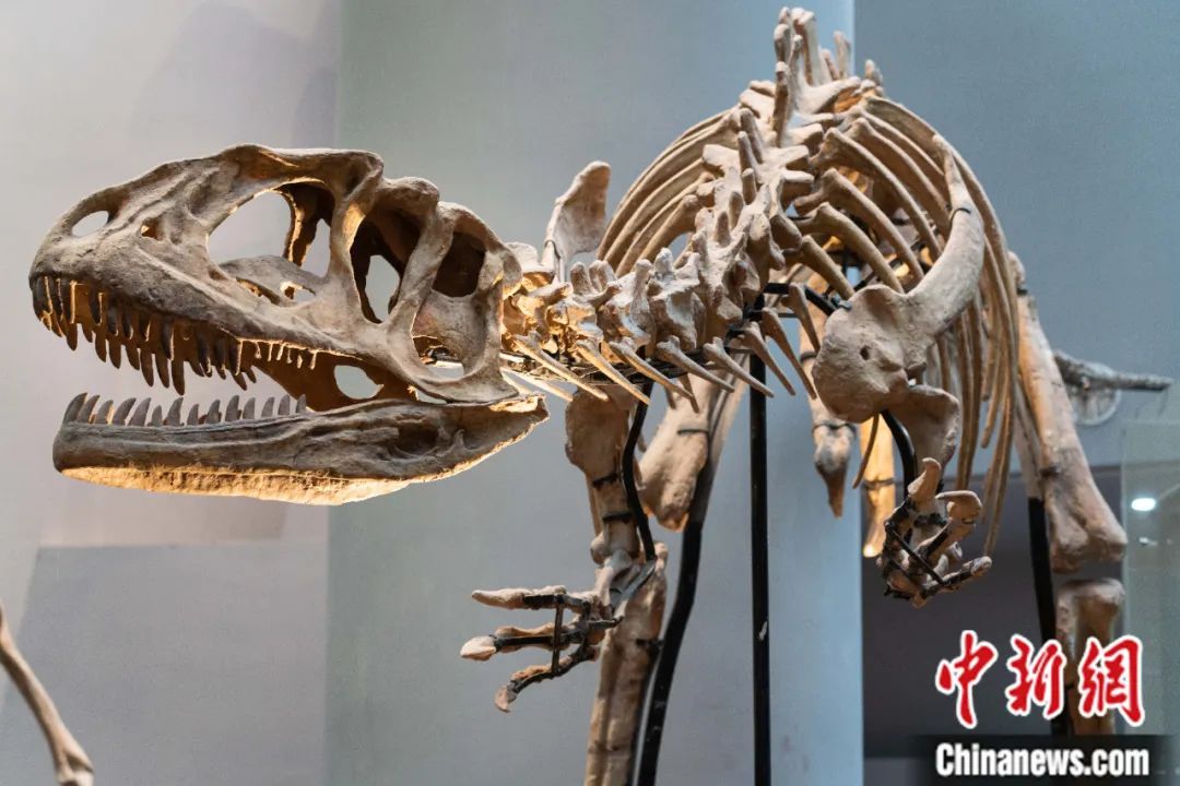 上游永川龙复原装架.何蓬磊 摄