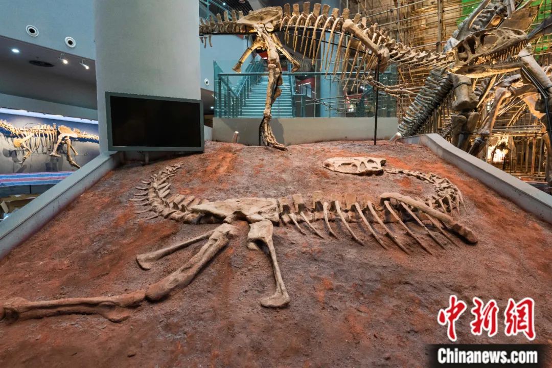 上游永川龙化石埋藏状态.何蓬磊 摄