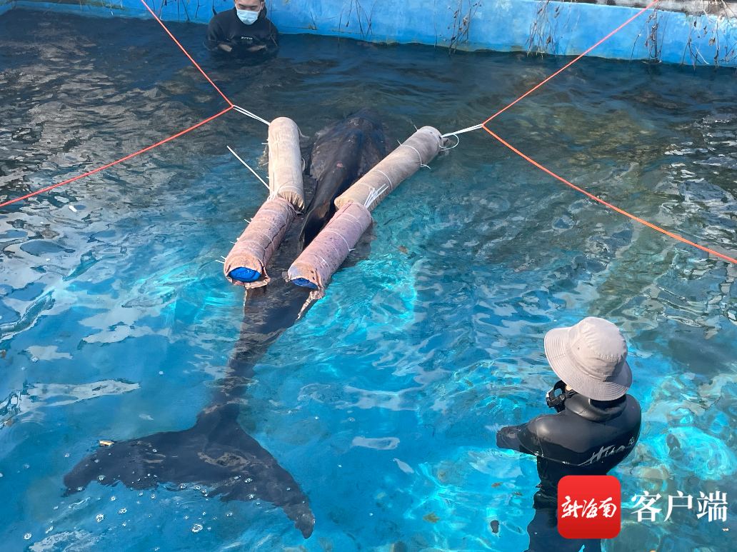 此前，搁浅的侏儒抹香鲸已被送到海昌海洋生物保育中心进行救助。蓝丝带海洋保护协会供图