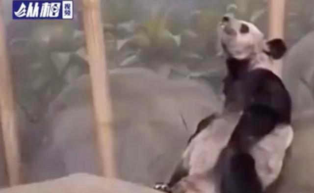 美动物园称丫丫毛发稀疏是家族遗传,不会影响它的生活质量