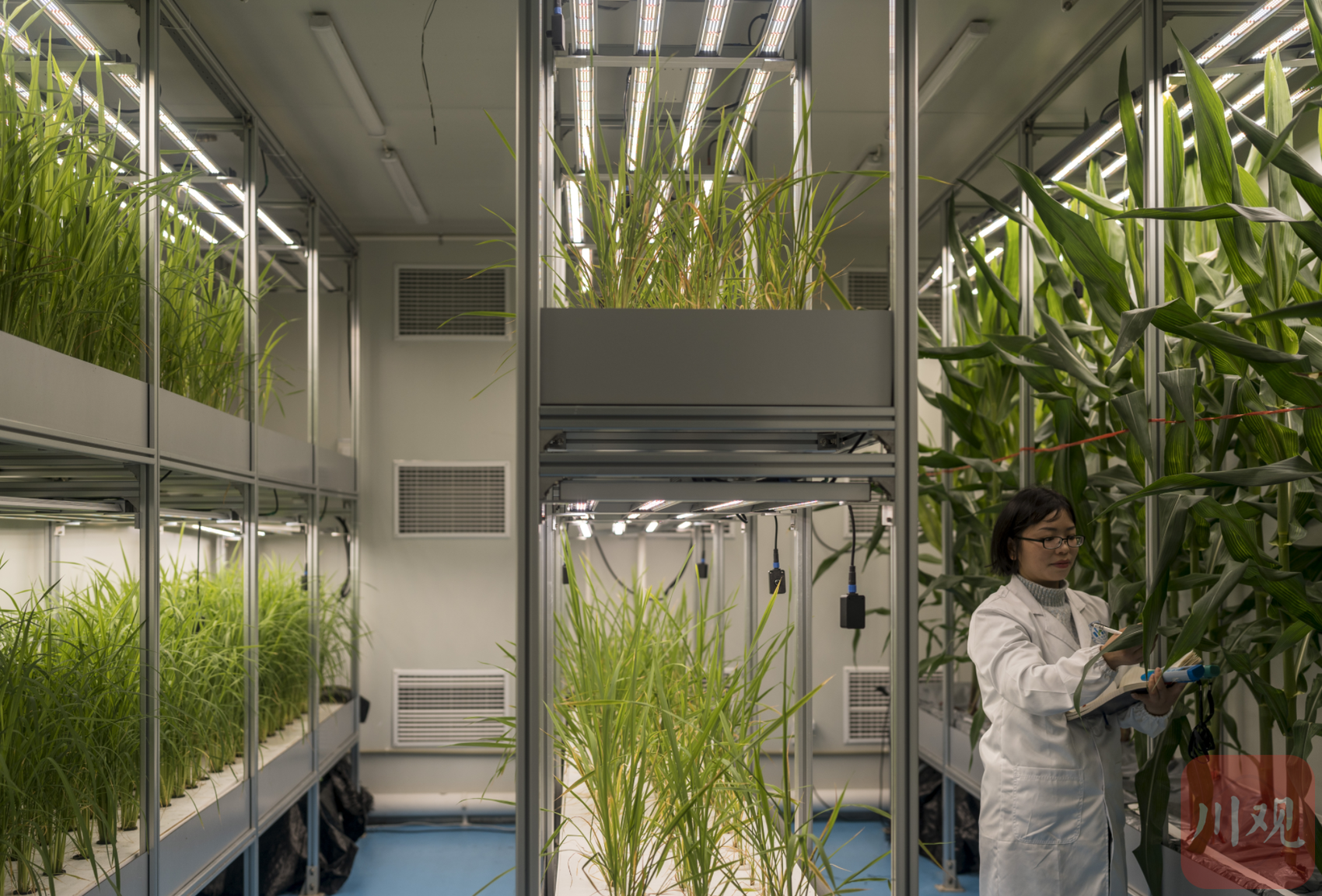 川观新闻记者观察到,在植物工厂的加速器实验室里,水稻,小麦,玉米