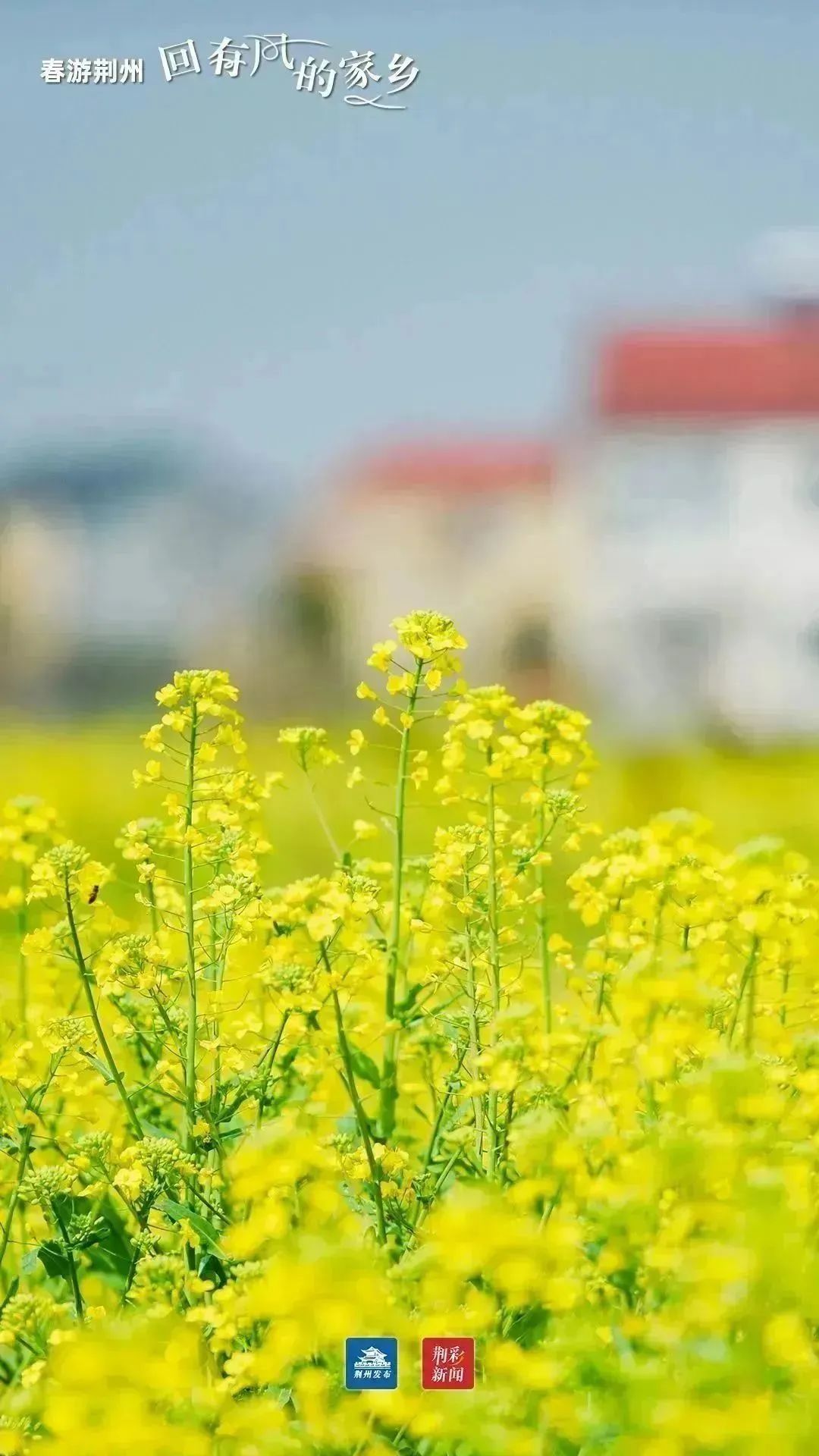 油菜花田次第绽放 片片金黄一望无际的江汉平原披上新绿春天的荆州