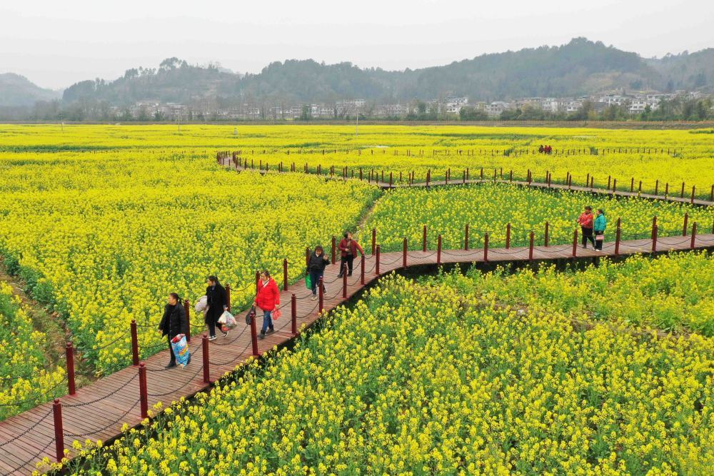 2月20日,游客在贵州省平塘县平舟镇京舟村油菜花田游玩(无人机照片).
