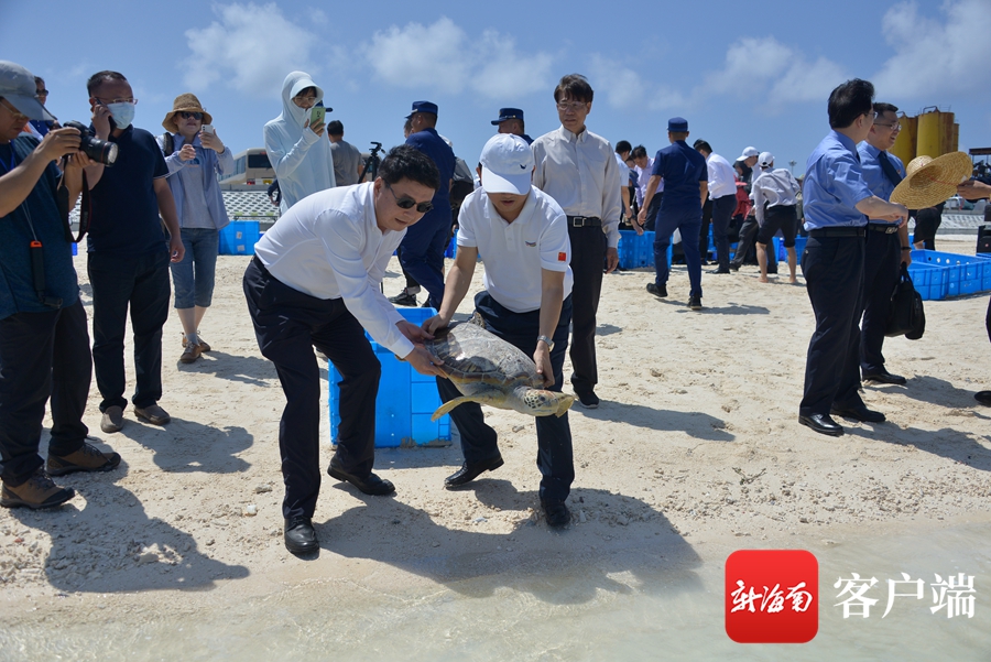 　康复的海龟被放回大海。海南省海龟救护保育中心供图