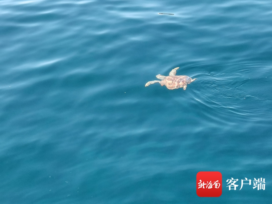 　康复的海龟被放回大海。海南省海龟救护保育中心供图