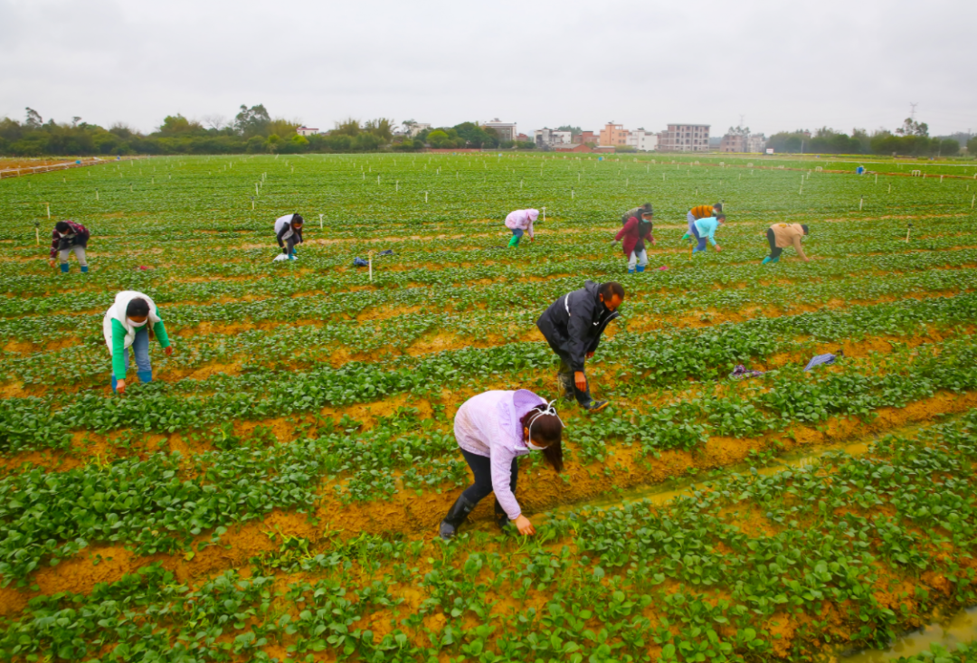 好一幅河源"春耕图",满屏都是春天的味道