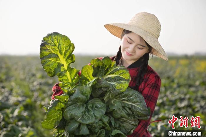 华容县是中国最大的芥菜生产基地.华容县委宣传部 供图