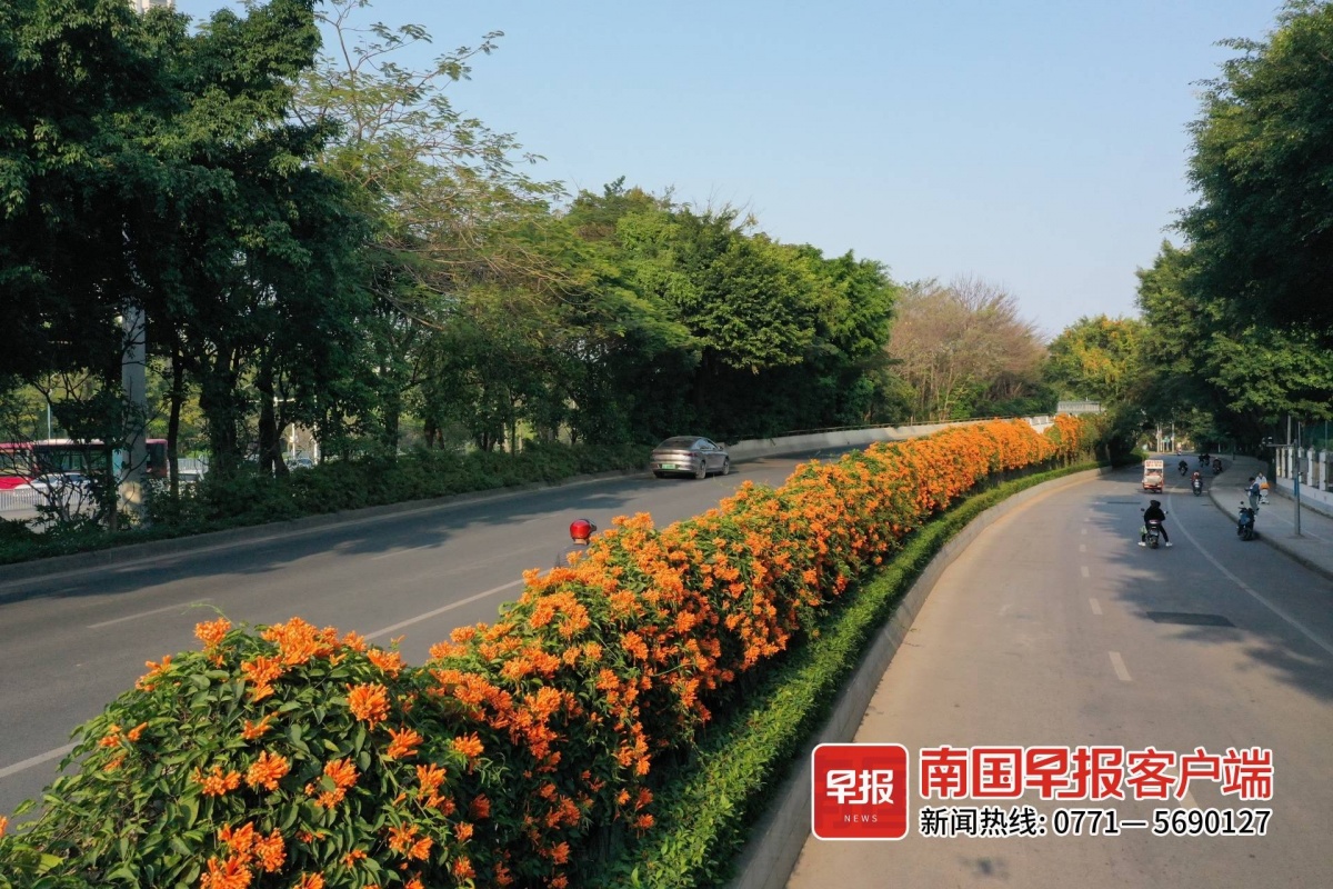在南宁的绿化带里找春天这才是春天的样子