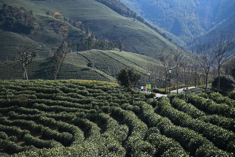这是2月21日拍摄的浙江省安吉县溪龙乡黄杜村万亩茶园.
