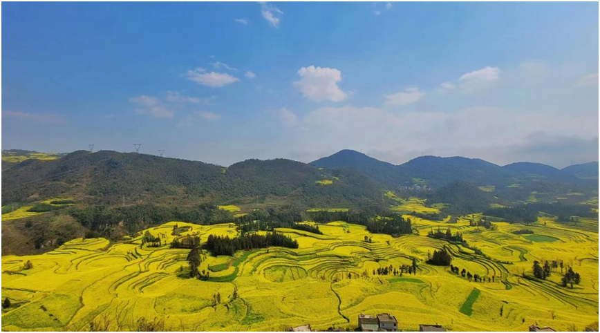 罗平螺丝田油菜花海(郭泽斌摄)
