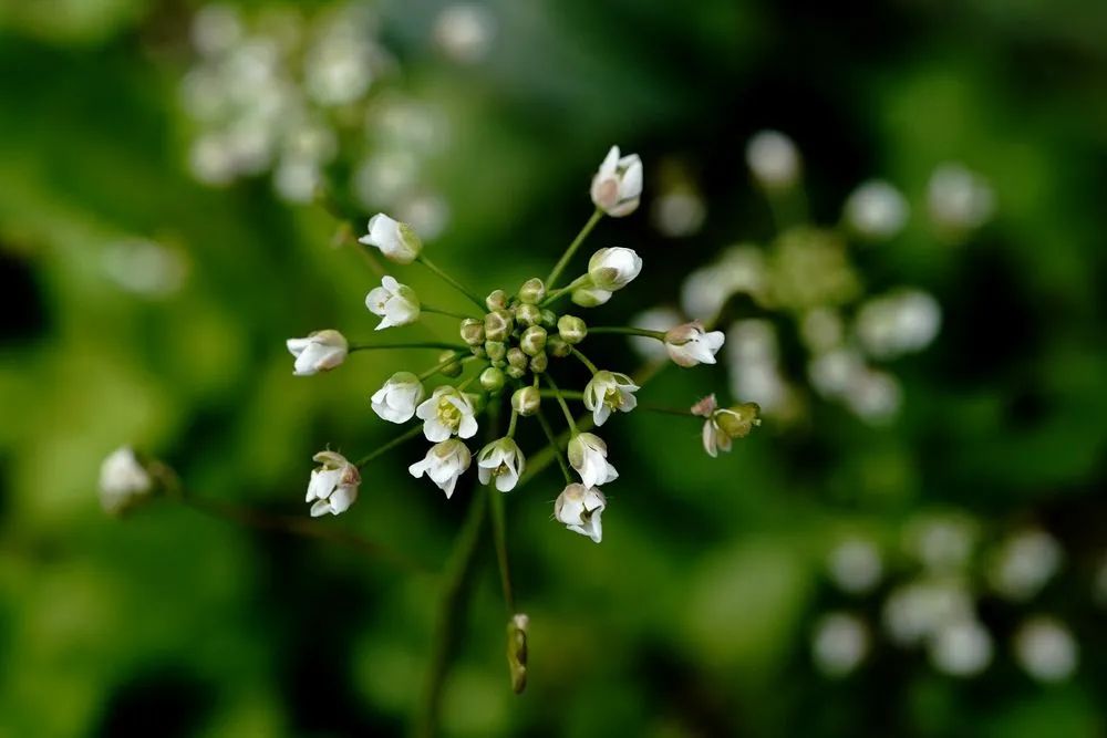 上海松江区北泖泾河畔的荠菜花(2月19日摄).