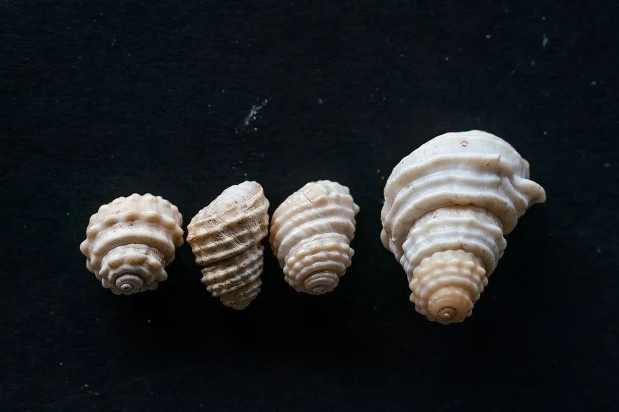 古城村遗址中发现的部分螺蛳壳.云南省文物考古研究所供图