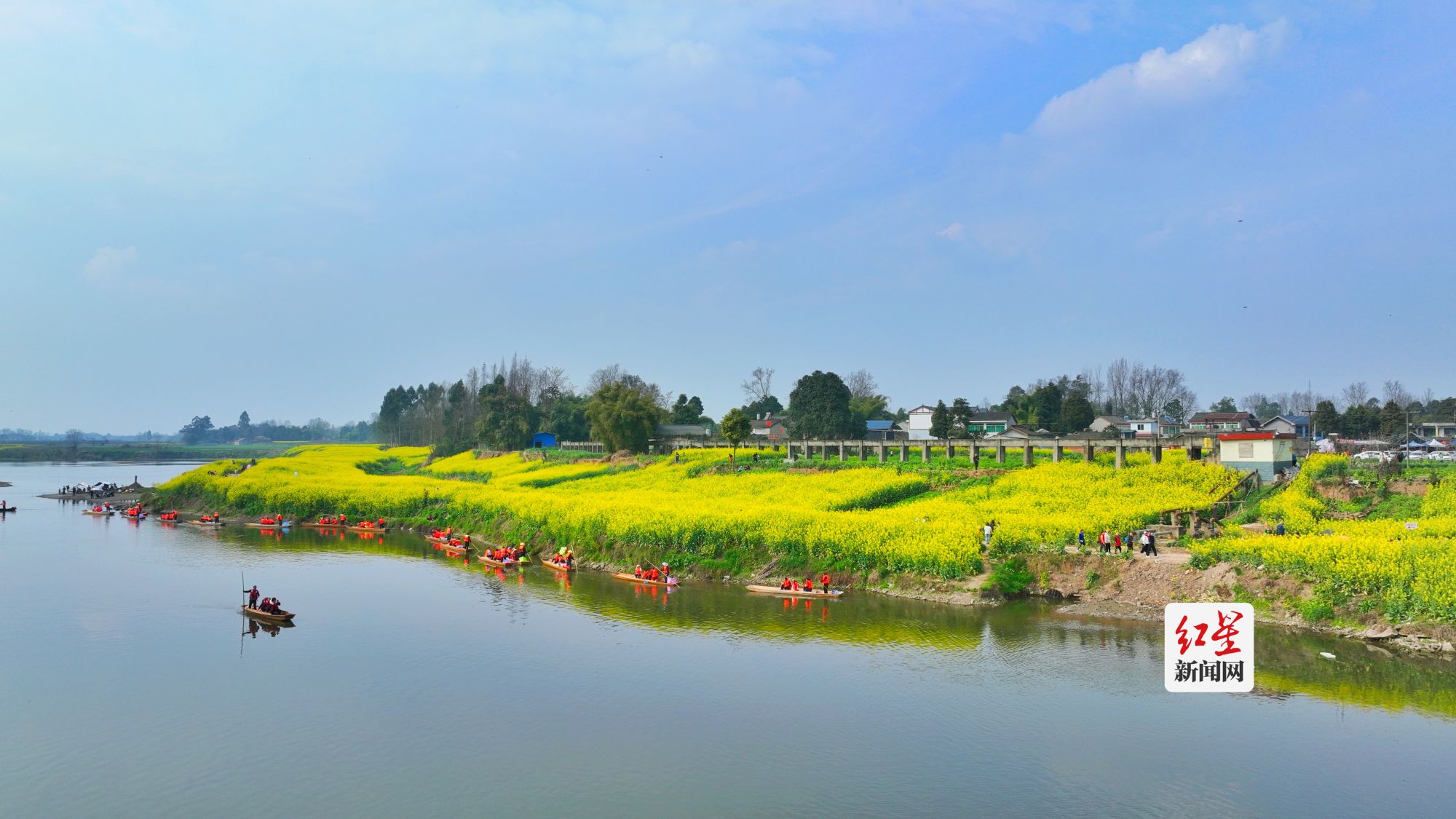 春暖花开 邛崃羊安两河口油菜花金黄 趁周末来打卡|油菜花_新浪财经