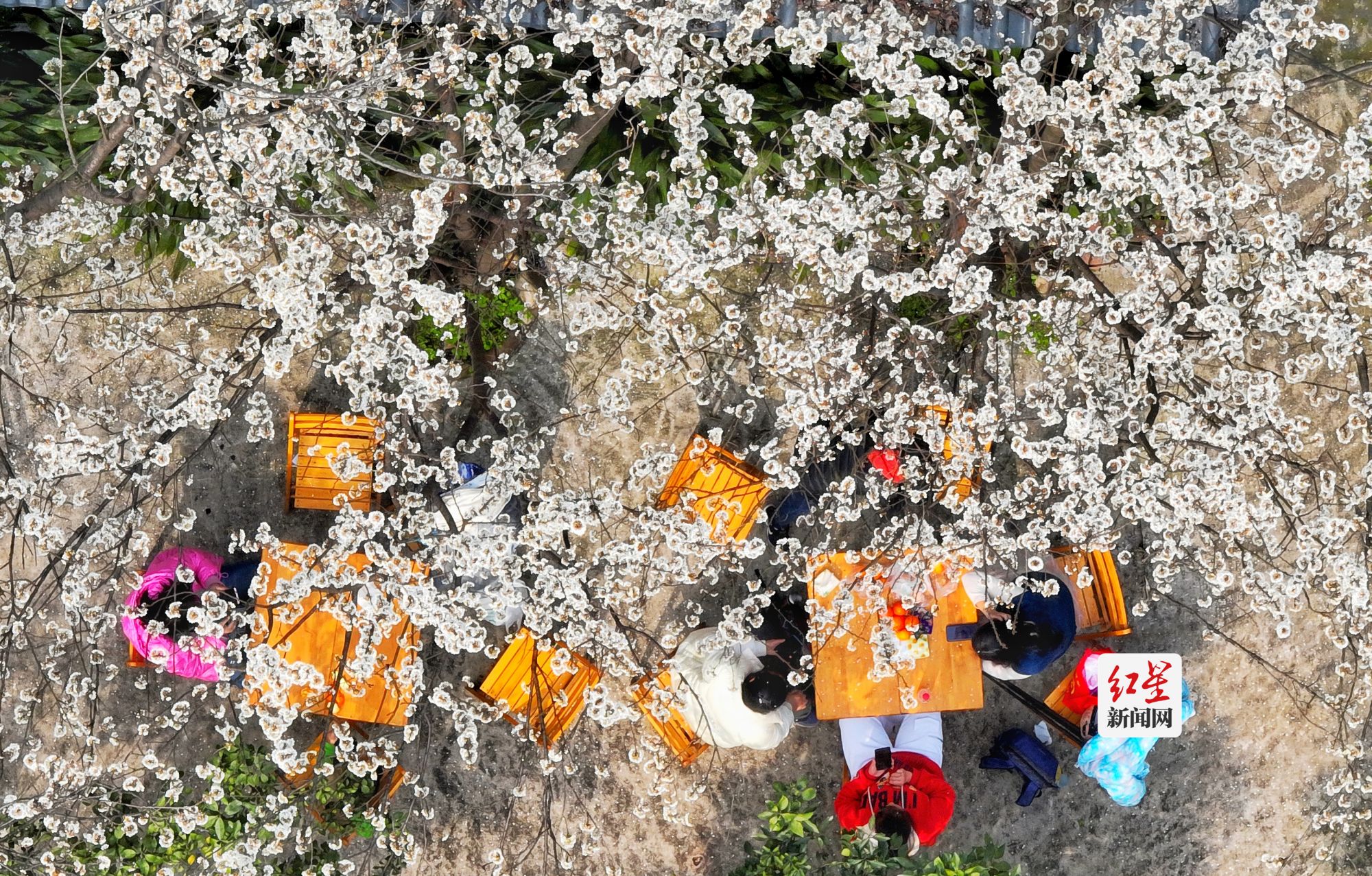蒲江万亩樱桃花绽放引游客 花期持续至3月中旬 - 知乎