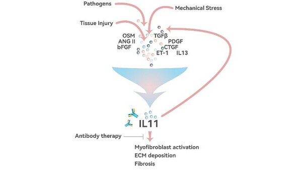 　　9MW3811 的抗纤维化作用机制