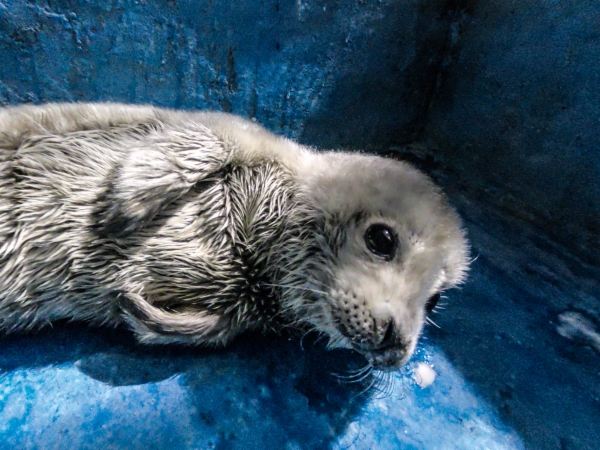 这是一只很小的斑海豹幼崽.