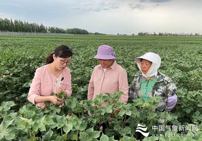 那群在田里“搞研究”的农业气象专家——把论文写在大地上