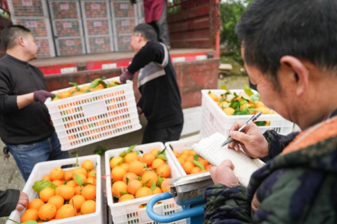 ▲村民将橙子搬运装车，这些果子通过拼多多销往全国。谢智强/摄