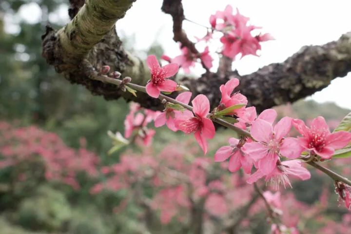 象头山上花正艳,约吗?