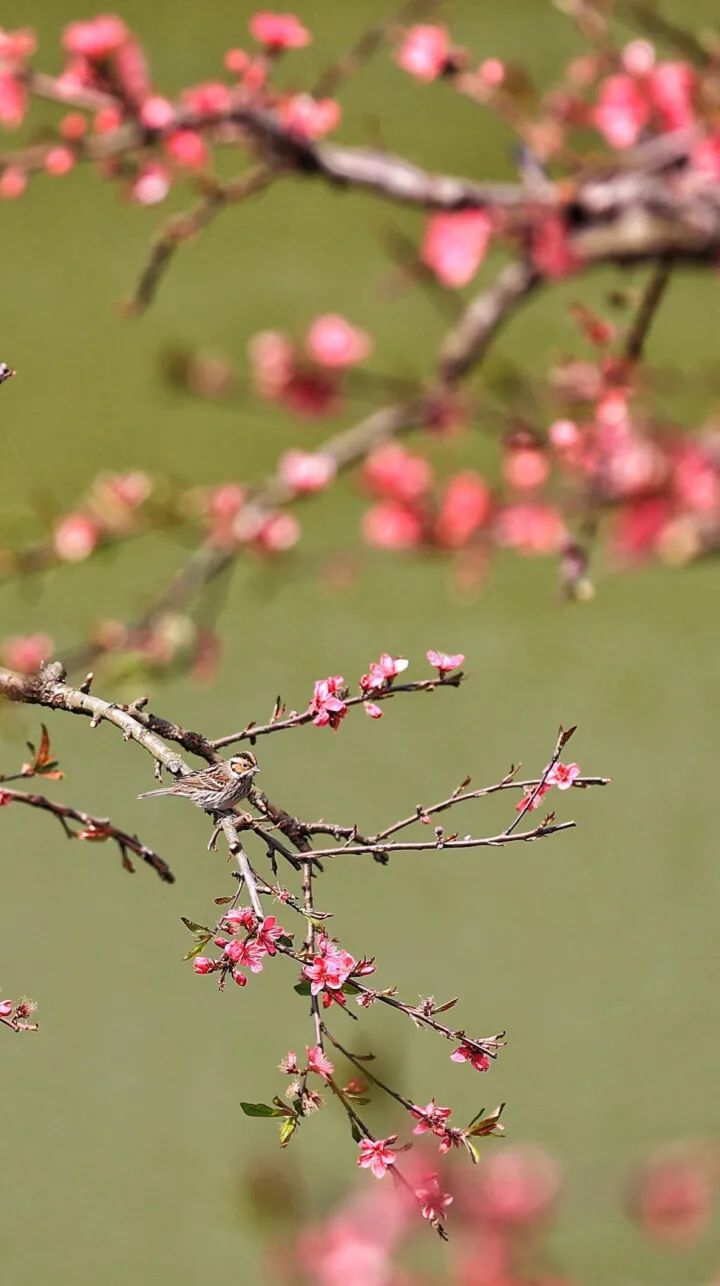 象头山上花正艳,约吗?