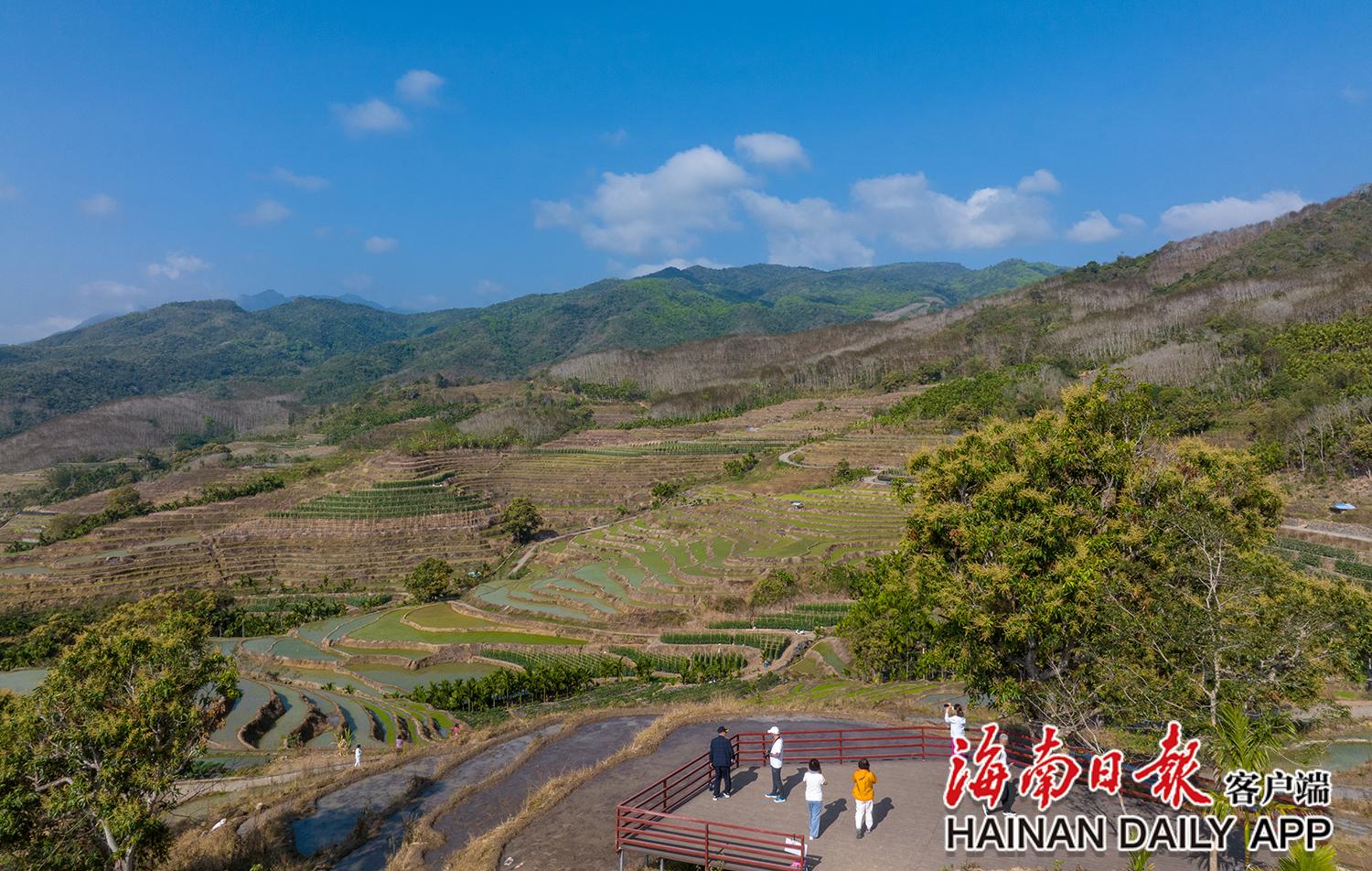 2月23日,游客在五指山市毛阳镇牙胡梯田的观景台饱览梯田美景.