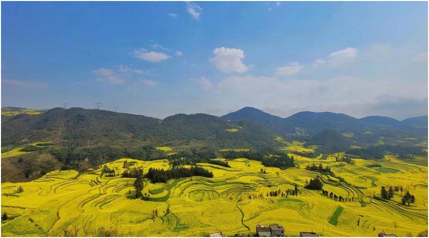 　　罗平螺丝田油菜花海(郭泽斌摄)